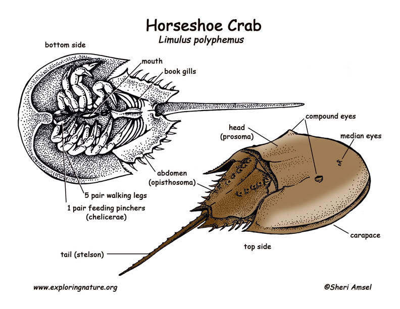 Horseshoe Crab